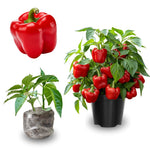 Pack 4 Pepper Plants Live, 80 Days Old Live Pepper Green for Growing, Chili Peppers for Planting, 5 to 9 Inc Tall (Sweet Bell)