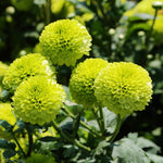 Green Chrysanthemum Plant, Set 2 Green Mums Plants Live, Hardy Perennial Mum Live Plant, 3 to 6 Inch Tall Garden Mum Starter Plants for Garden Beds, Containers, Vibrant Fall Blooms, No Pot