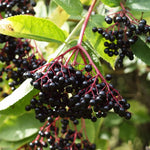 2 Black Elderberry Plants Live for Planting 6 to 12 Inch Tall, American Elderberry Trees Live Plants, Sweet Elderberries Fruit