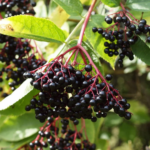 2 Black Elderberry Plants Live for Planting 6 to 12 Inch Tall, American Elderberry Trees Live Plants, Sweet Elderberries Fruit