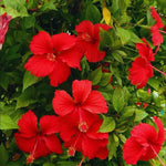 Hardy Hibiscus Plant Live, Red Hibiscus Tree Live Plant from 8 to 10 Inches Tall, Perennial Hibiscus Flower