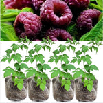 4 Hardy Raspberry Trees Live Plants, Purple Everbearing Raspberries Bushes Plants 5 to 10 Inc Tall, Well-Rooted, No Pot, Sweet Flavor (Glencoe Purple)