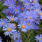 2 Aster Plants Live, Asters Perennial Live Plants, 5 to 7 Inc Tall, Flower Plant for Gardening (Blue)