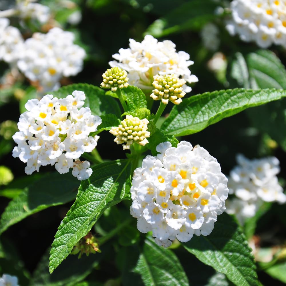 2 Trailing Lantana Plants Live for Planting Indoor Outdoor, 4-8 Inch Tall, Butterfly Fragrant Lantana Flowers Perennial to Grow, No Pot (White Lantana)