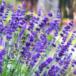 Set 2 Lavender Plants Live, Fragrant Lavandula Trees Live Plants for Planting Indoor Outdoor, Flowers Perennial Well-Rooted 4-7" Tall (Phenomenal Lavender)