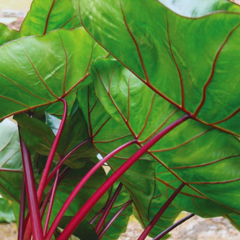 Combo 3 Red Stems Colocasia Live Plants, Elephant Ear Esculenta Taro, 5 to 8" in Tall, Alocasia Live Plant for Planting, Live Houseplant Colocasia Plant