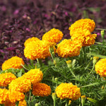 Set of 4 Marigold Plants Live, Orange Marigold Live Plants, 5 Inches to 8 Inches Long, Live Marigold Plants Indoor Gardening Outdoor