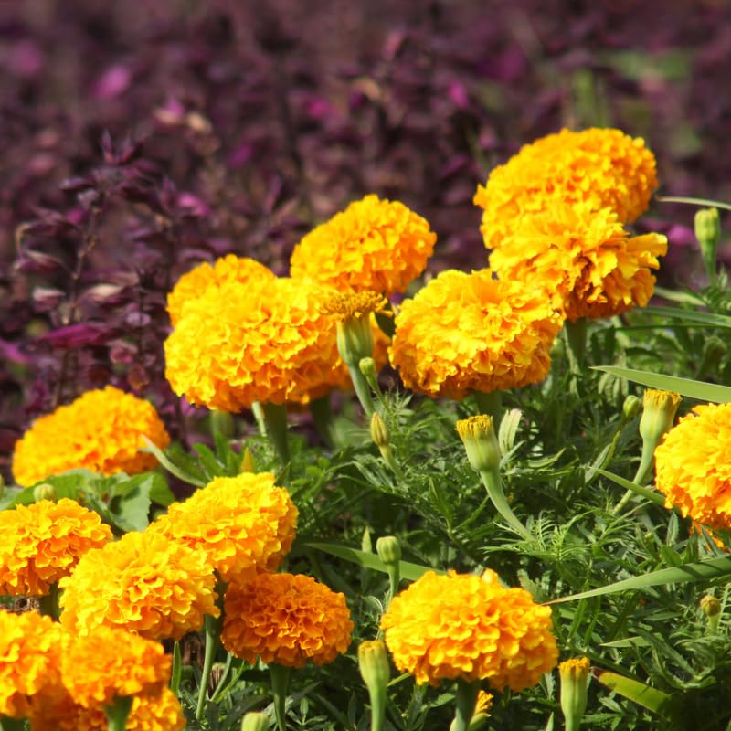 Set of 4 Marigold Plants Live, Orange Marigold Live Plants, 5 Inches to 8 Inches Long, Live Marigold Plants Indoor Gardening Outdoor