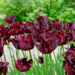 Common Black Tulip Bulbs, Vibrant Spring Blooms for Garden Beds and Containers, 10 Bulbs per Pack (Black Parrot)