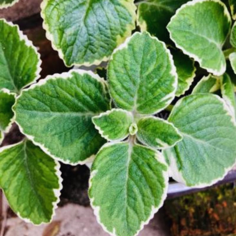 4 Cuban Oregano Live Plants, Live Cuban Oregano Plant, 3 to 5 Inc Tall, Variegated Mexican Mint Plant, Spanish Thyme Herb Plant