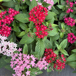 2 Mix Ixora Live Plants, Well-Rooted Flowering Ixora Shrub Seedlings, 4-9” Tall, Tropical Ixora Bush for Indoor or Outdoor Garden
