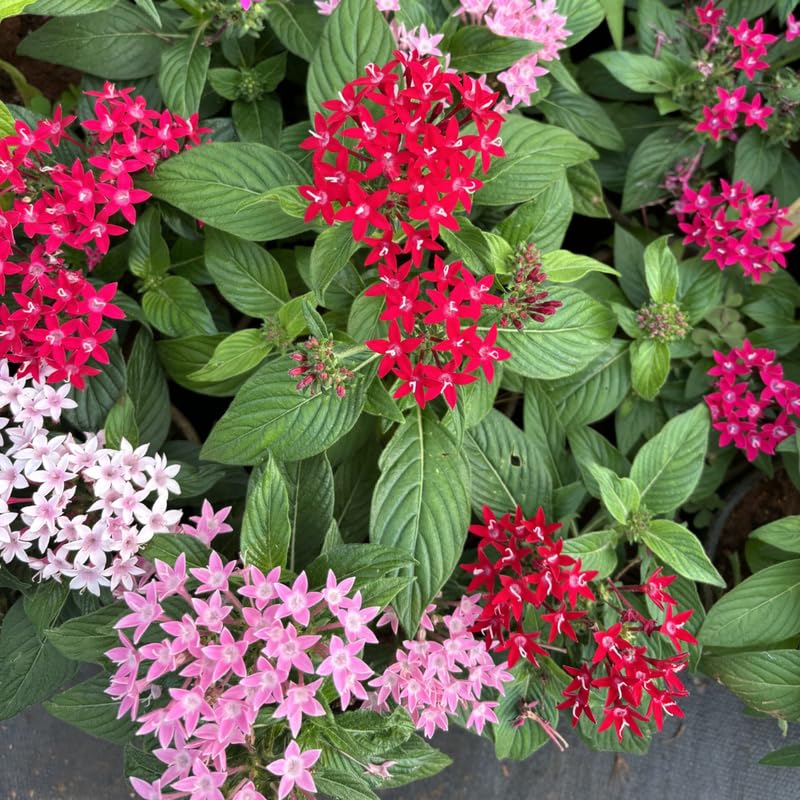 2 Ixora Live Plants, Well-Rooted Flowering Ixora Shrub Seedlings, 4-9” Tall, Tropical Ixora Bush for Indoor or Outdoor Garden