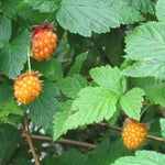 Salmonberry Plant, 6-10 Inch Tall Sweet Golden Yellow Berry Plant, 1 Year Old Salmonberry Raspberry Plants