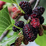 2 Mulberry Plants Live to Grow, 5-9 Inch Height, Sweet Mulberry Trees Live Seedlings, Edible Mulberries Fruit Plant to Grow Your Garden, No Pot (Dwarf Everbearing Mulberry)