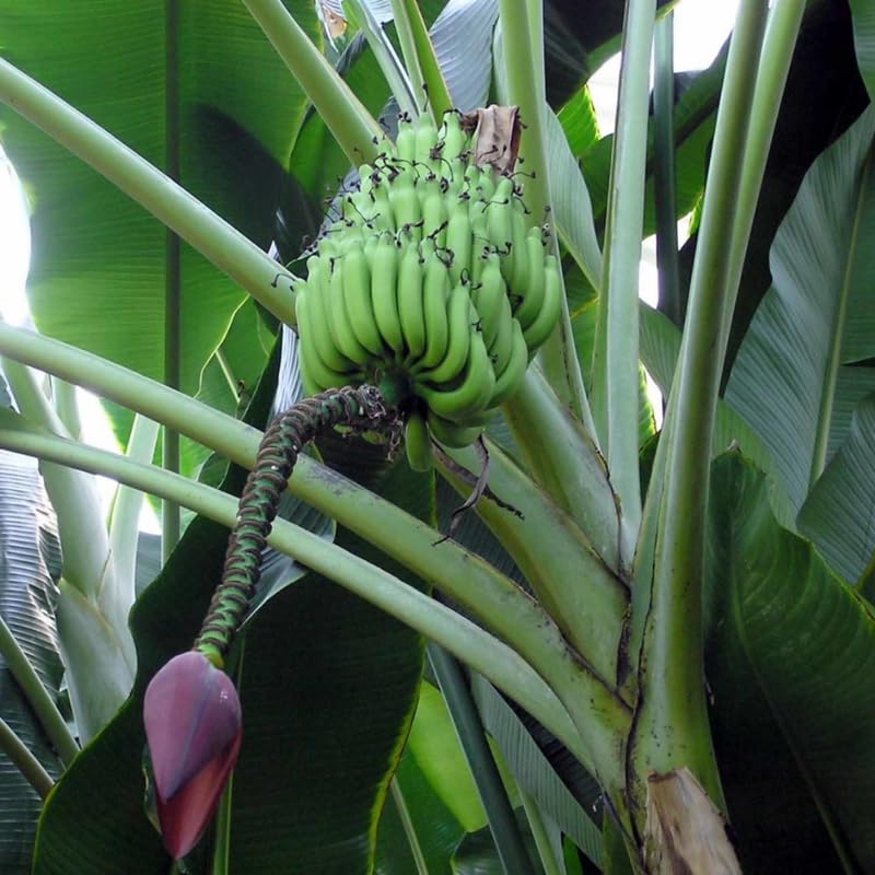 Namwah Banana Plant Live, 4-6" Tall Well-Rooted for Indoor Tropical Displays, Cold Hardy Banana Fruit Tree