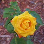 Gold Orange Rose Climbing Live Starter Plant, Fragrant Climbing Rose for Planting Outdoor, No Pot, 5-9" in Tall
