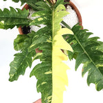 Philodendron Plant Live, Variegated Philodendron, Tropical Houseplant Well Rooted 4-8 Inches (Fire)