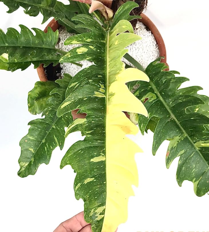 Philodendron Plant Live, Variegated Philodendron, Tropical Houseplant Well Rooted 4-8 Inches (Fire)
