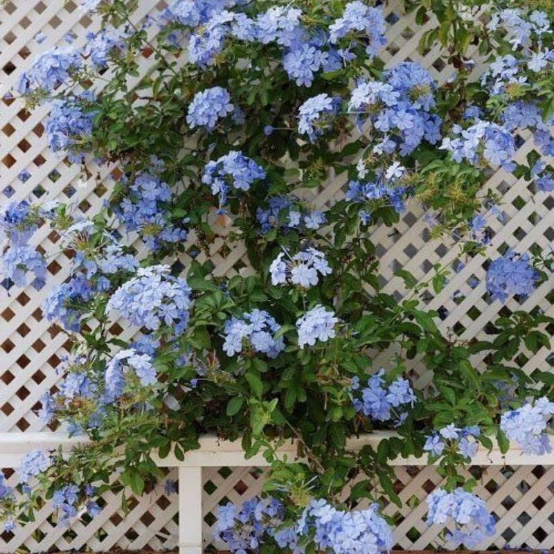 Plumbago Live Plant in 4 Inch Pot, 4-6" Tall Blue Flower Vine Bush, Perennial Hardy Blue Plumbago Live Plants