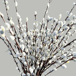 Pussy Willow Tree Live Plant in 2.5" in Pot, Fast-Growing Ornamental Trees, Grow As Branches for Vase, Home Décor