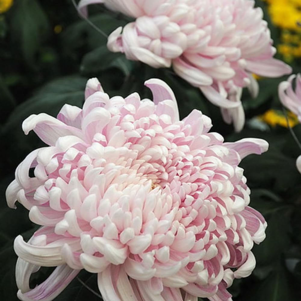 Chrysanthemum Flower Plant, Mums Plant Live, 5 to 7 Inc Tall Chrysanthemum Plants Live for Gardening Outdoor Indoor Planting, Double Pink Flower Mum Live Plant