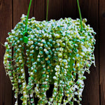 Variegated String of Pearls Plant Live, Rare Succulent Trailing Vine in Pot, Indoor Houseplant