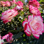 Climbing Rose Live Plant, 6 Months Old Starter, Fragrant Purple Climbing Roses for Planting Outdoor, No Pot (Dark Night)