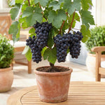 12 Sweet Black Grape Vines Cuttings 8-12'' Tall, High Yielding, Perennial Grape Vine for Growing Outdoor