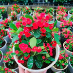 Potted Red Crown of Thorns Plant Euphorbia Milii Tree 6-12 Inc Tall, Cold Hardy Crowns of Christ Houseplant Succulents, Year-Round Flower Blooms