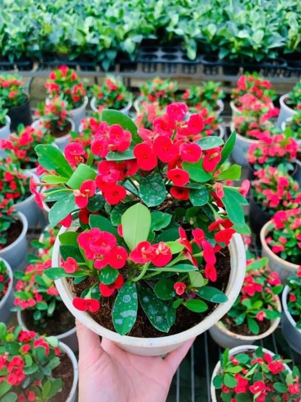 Hardy Crown of Thorn Live Plant, Red Euphorbia Milii Tree, 1 Year Old Plant, 5-10 Inches in Tall, No Pot, Indoor Outdoor Décor Succulent Cactus