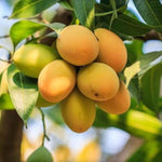 Mango Tree Live Plant, Yellow Sweet Mango Tree Plant, 7 to 10 Inc Mango Live Plant for Growing Outside, Mango Tree for Planting