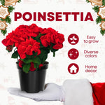 2 Poinsettia Plants Live, Rose Poinsettia Flowers Christmas Decorations, Holiday Houseplant, Poinsettias Trees Plants, No Pot, 5-9" Tall