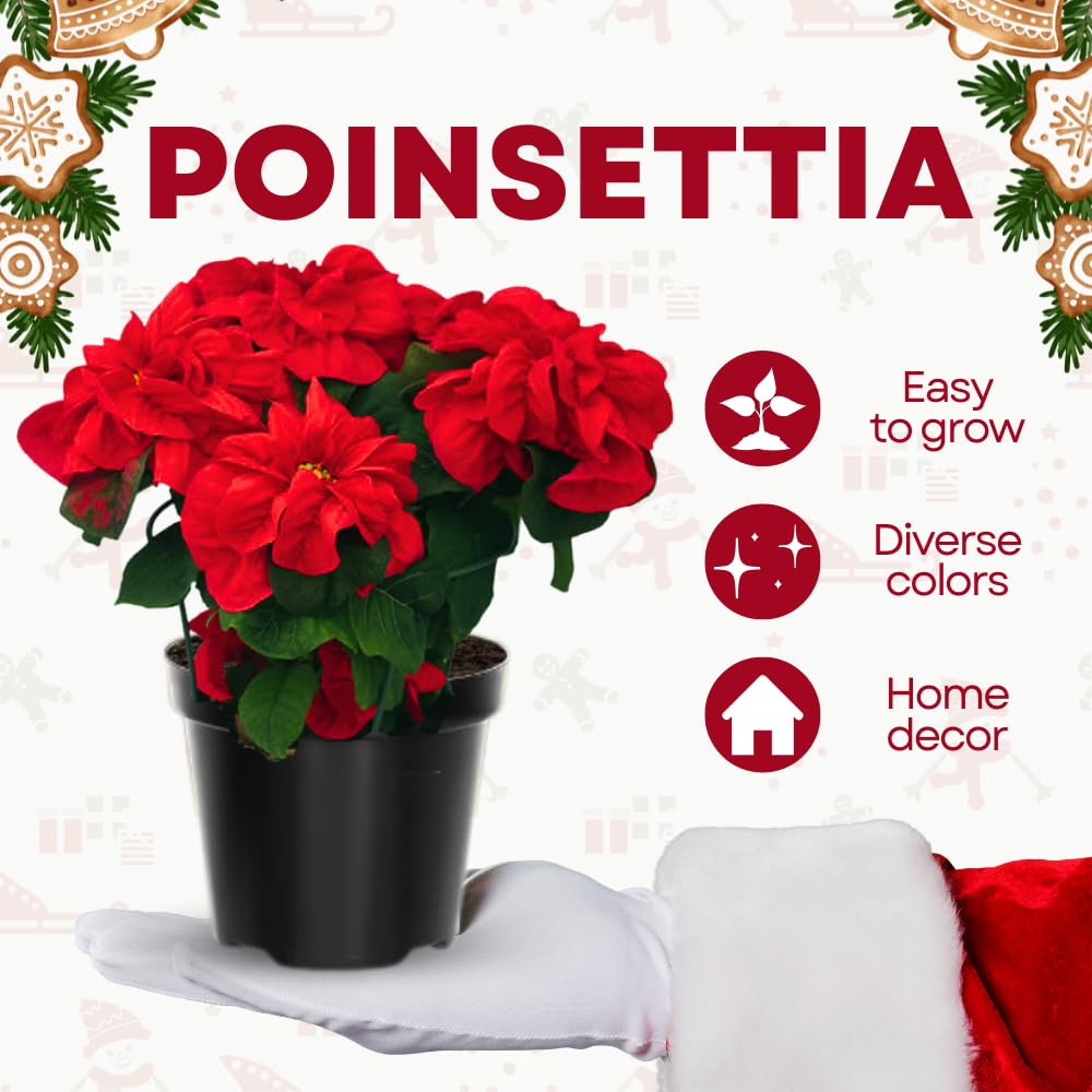 2 Poinsettia Plants Live, Rose Poinsettia Flowers Christmas Decorations, Holiday Houseplant, Poinsettias Trees Plants, No Pot, 5-9" Tall