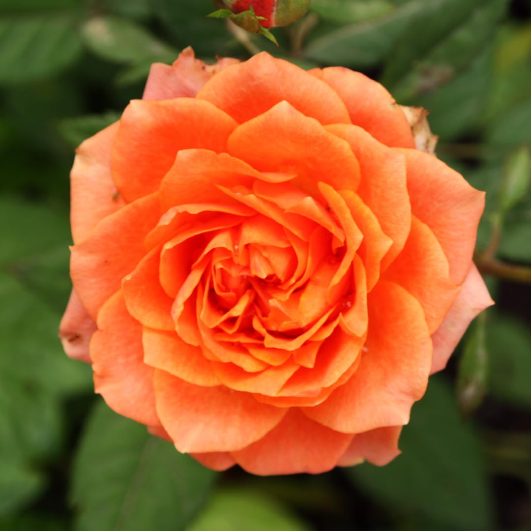 Climbing Rose Live Plant, 6 Months Old Starter, Fragrant Purple Climbing Roses for Planting Outdoor, No Pot (Orange)