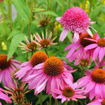 Set 3 of Purple Echinacea Coneflower Plants Roots, 4 to 5 Inc Tall, Echinacea Plants Live, Coneflower Plant for Gardening Outdoor and Indoor Growing