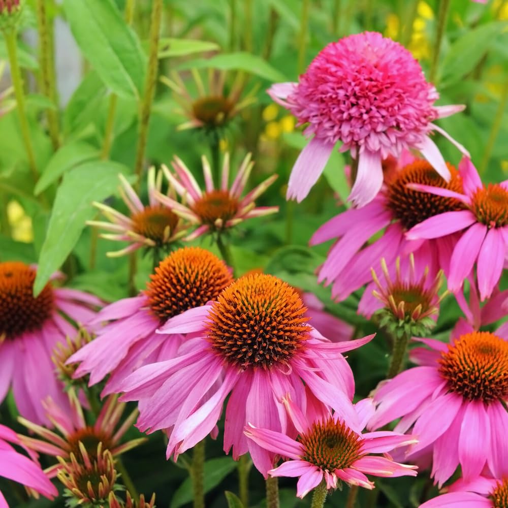 Set 3 of Purple Echinacea Coneflower Plants Roots, 4 to 5 Inc Tall, Echinacea Plants Live, Coneflower Plant for Gardening Outdoor and Indoor Growing