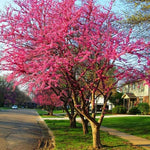 10 Bare Roots Eastern Redbud Trees Live Plants, 1-2 Ft Dormant, Pink Flowering Ornamental Plants, Cold Hardy