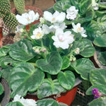 White African Violet Live Plant, 4 Inch Pot African Violets Live Plant, Live Afican Violets Plants, White Flowering African Violets Live Plants Indoor Garden, Perennial Live African Violet Plants