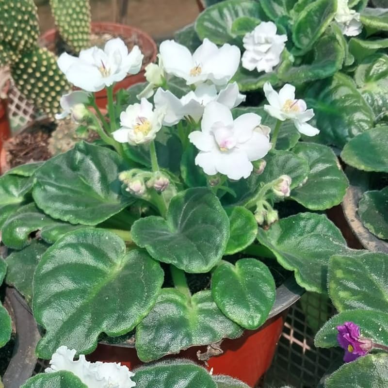 White African Violet Live Plant, 4 Inch Pot African Violets Live Plant, Live Afican Violets Plants, White Flowering African Violets Live Plants Indoor Garden, Perennial Live African Violet Plants