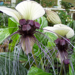 Tacca White Bat Flower Live Plant in 2 Inc Pot, White Bat Orchid Plant Live Indoor, White Plant Live for Planting Outdoor