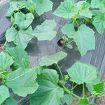 2 Cucumber Plants Live for Planting, Live Cucumber Plants for Planting, Vegetable Plant, 3 to 5 Inches Tall