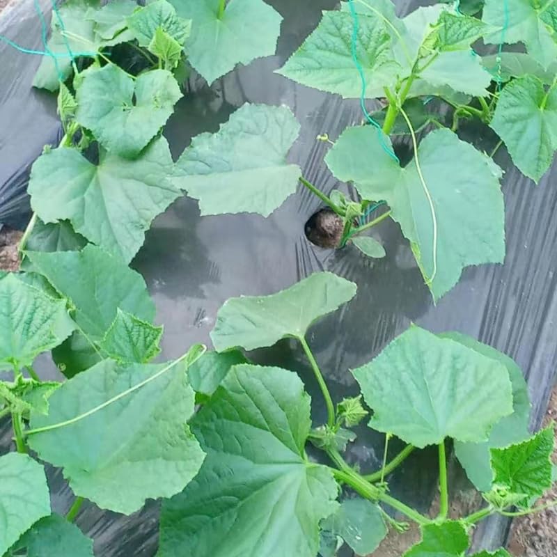 2 Cucumber Plants Live for Planting, Live Cucumber Plants for Planting, Vegetable Plant, 3 to 5 Inches Tall