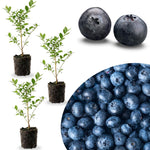 3 Blue Sweet Blueberry Bushes Seedlings, High-Yield Blueberry Trees Live Plants, 6 Months Old, Starter 3-6" in Tall, Cold Hardy Zones 4-7