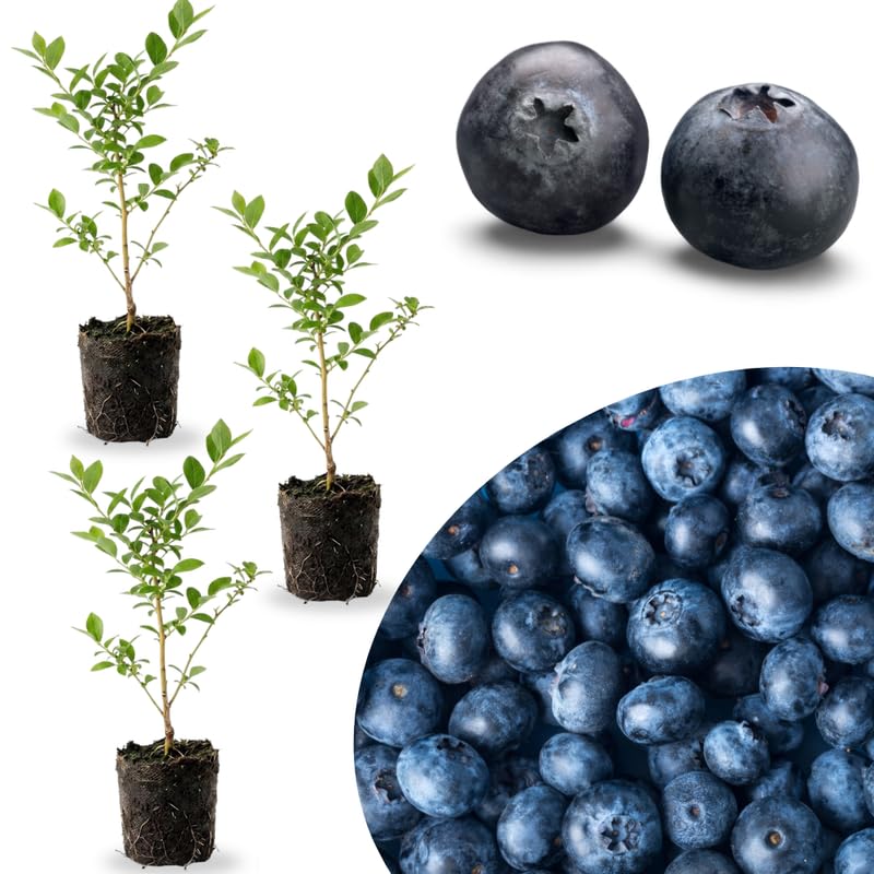 3 Blue Sweet Blueberry Bushes Seedlings, High-Yield Blueberry Trees Live Plants, 6 Months Old, Starter 3-6" in Tall, Cold Hardy Zones 4-7