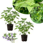 2 Catnip Mint Live Plants, Catnip Plant, Well Rooted Herb Starters 3-6 Inches Tall for Outdoor Garden Growing