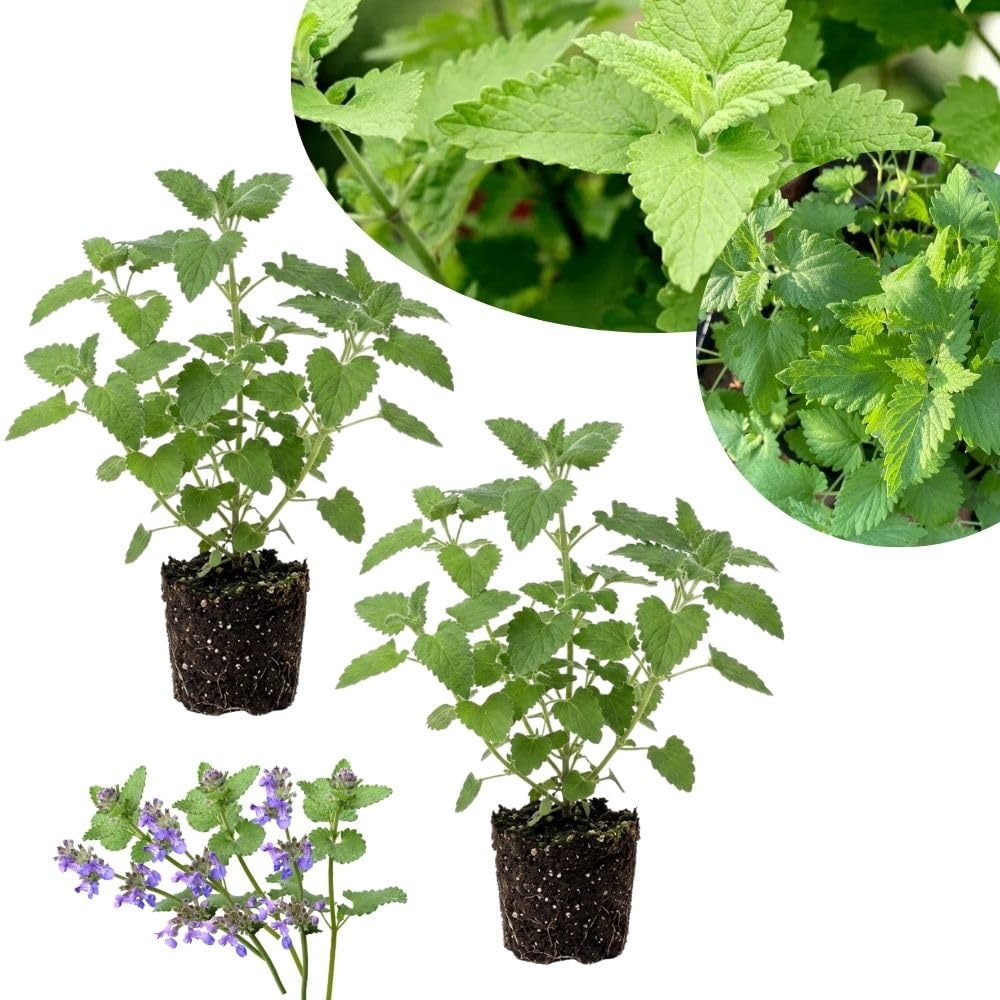 2 Catnip Mint Live Plants, Catnip Plant, Well Rooted Herb Starters 3-6 Inches Tall for Outdoor Garden Growing