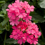 2 Verbena Live Plants, Trailing Verbena Plants for Planting Outdoor, Perennial Ground Cover Flowers 4-7 Inches (Pink)