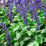 4 Fragrant Sage Salvia Live Plants, Planting in Spring Sage Plants Live, 5 to 10 Inches in Tall, Change Color (Blue-Purple)