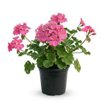 Geranium Live Plant 4'' Pot, Flowering Geranium Well Rooted 3-6'' Tall, Outdoor Patio, Balcony or Container Garden Plants, 2 Plants per Pot (Pink)