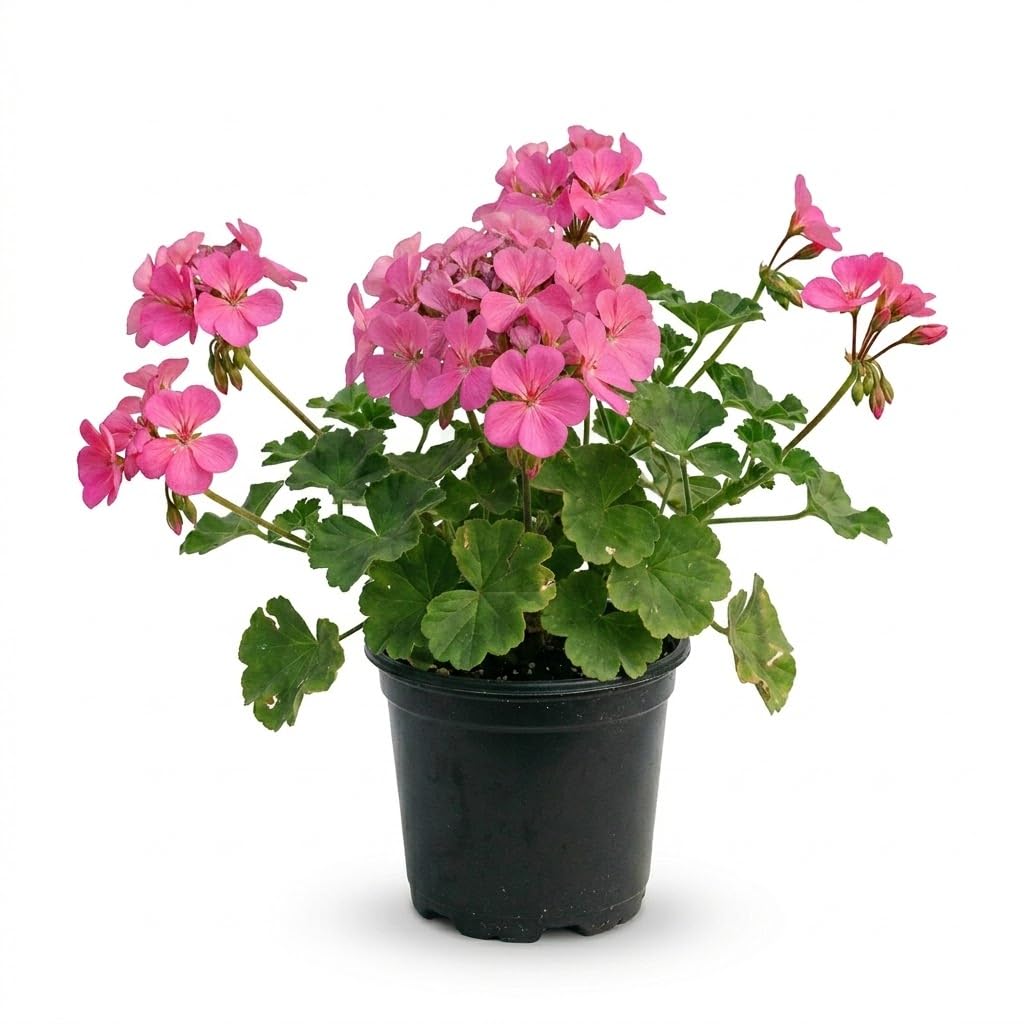 Geranium Live Plant 4'' Pot, Flowering Geranium Well Rooted 3-6'' Tall, Outdoor Patio, Balcony or Container Garden Plants, 2 Plants per Pot (Pink)